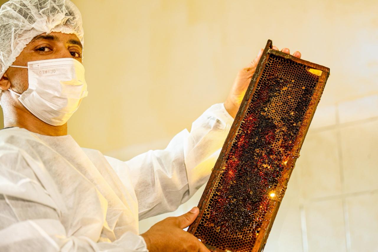Do sertão para o mundo: produção de mel no Piauí transforma realidade de agricultores familiares com aumento das exportações