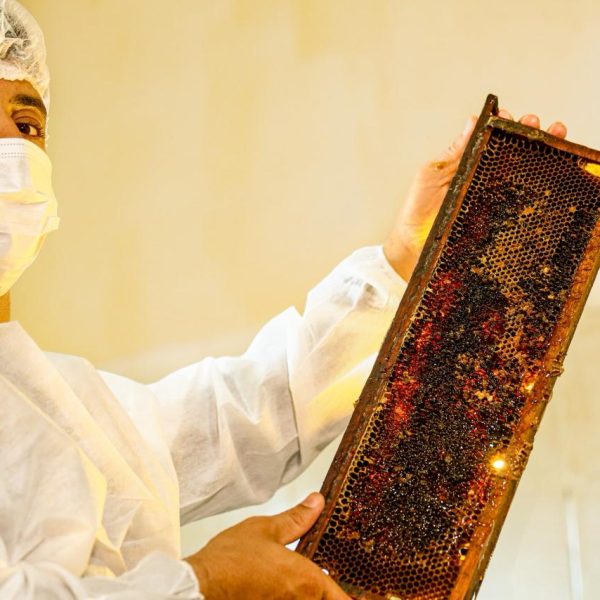 Do sertão para o mundo: produção de mel no Piauí transforma realidade de agricultores familiares com aumento das exportações